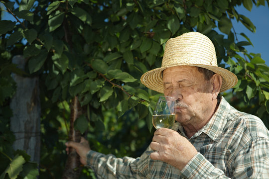 Senior vintner tasting wine