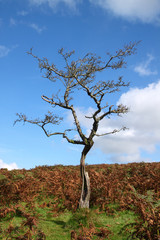 Old gnarled tree with no leaves on Dartmoor, England UK.
