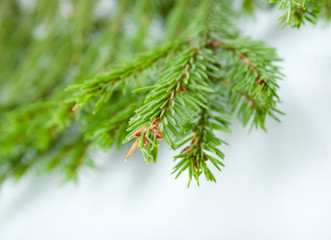 green fir branches close up