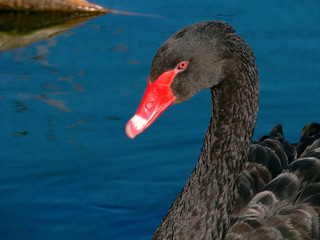 Black swan on water. Fragment.
