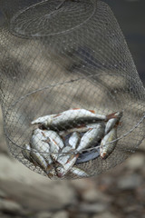 pêche