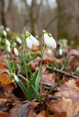 Spring flowers- snowdrops.