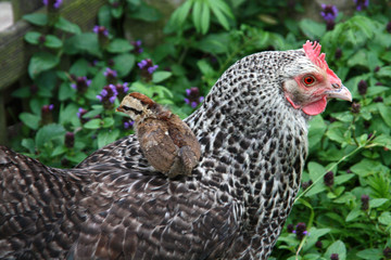 Henne mit Küken