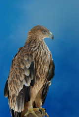 A hawk eagle