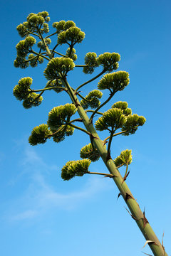 Stem of a Flowering Agave