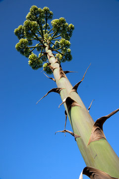 Stem of a Flowering Agave