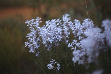 Smokebush - Native Australian Wilflower