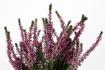 lila flowers of heather