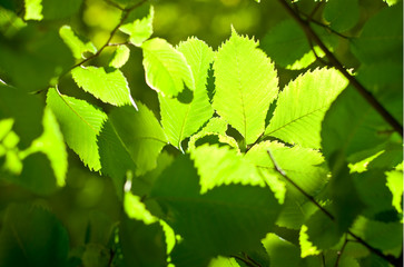 Green leaves background
