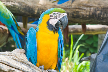 Closeup of a blue and yellow macaw, or Ara.