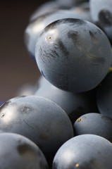 Dark grape close-up