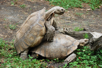 Fototapeta premium Amorous Tortoises