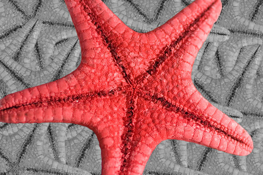 Red starfish standing out against b&w starfishes