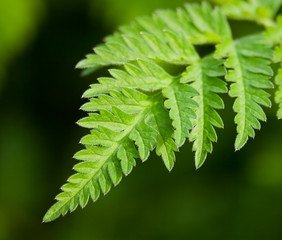 fern leaf