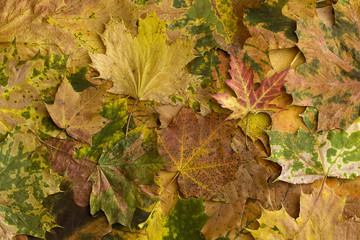 Herbstblätter - die Herbstfarben