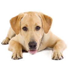 Fototapeta na wymiar Labrador puppy with mouth open