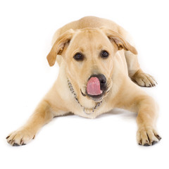 labrador retriever puppy licking his mouth