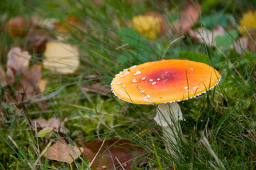 Fliegenpilz
