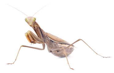praying mantis