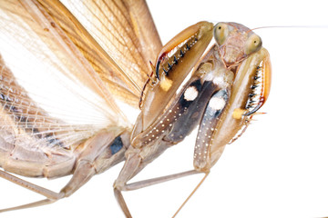 praying mantis portrait