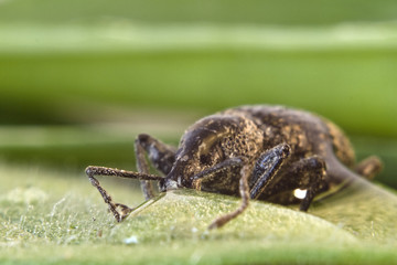 beetle on leaf