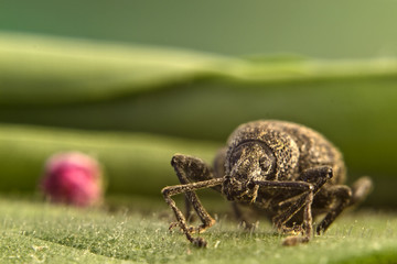 beetle on leaf
