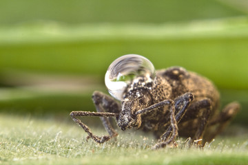 beetle on leaf
