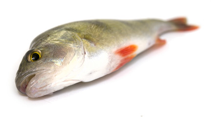perch