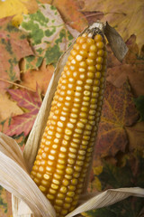 Maisernte - Herbststimmung