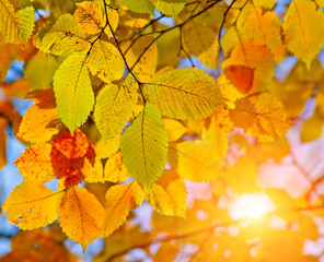 autumn leaves and sun