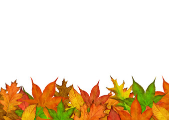 Autumn Season Leaves