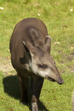 Flachlandtapir