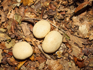 common earthball fungus