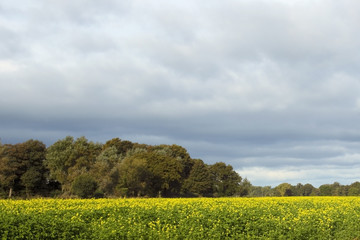 field of yellow mustard