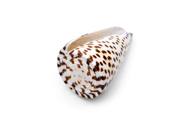 Conus litteratus