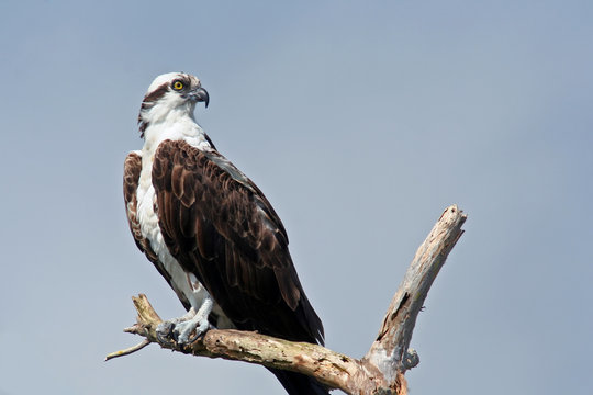 Fototapeta Osprey