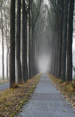 la foschia nel parco