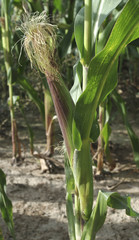 Obraz premium Green corns.