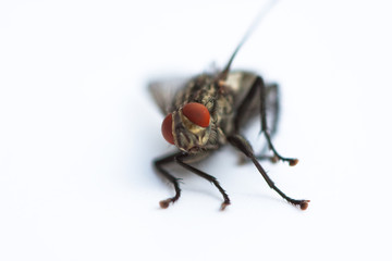 fly macro
