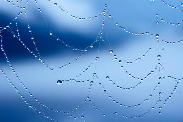 Spinnennetz mit Tautropfen