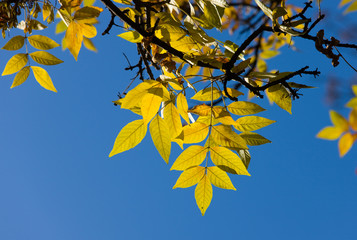 yellow leaves