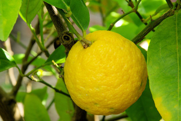 Zitrone am Baum - lemon on tree 03