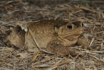 Rospo comune - Common toad