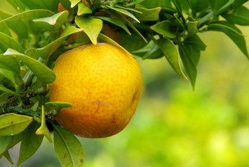 Zitrone am Baum - lemon on tree 06