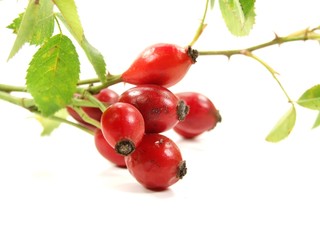 Rosehip