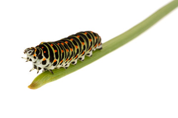 Swallowtail Caterpillar