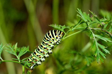 Swallowtail caterpillar eating carrots