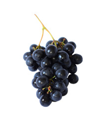 Grape vine isolated