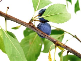 Prunus spinosa