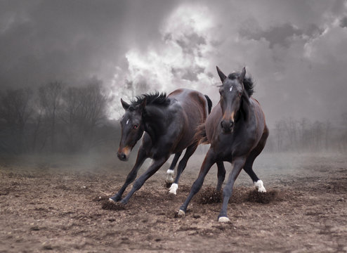 Horses of a twilight